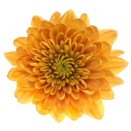 Mum Delistar Bonanza galleria