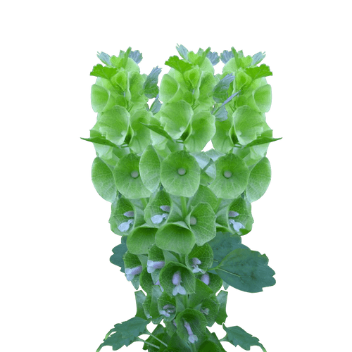 cc80d50d-15a0-4a55-b891-4a88670f2d97.png Bells esmeralda 80cm - Image 1