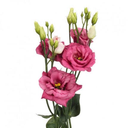 Lissy Pink rio supsel