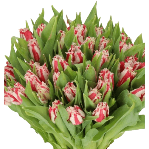 cc94a9ba-8674-449e-8bb5-f4c82e05bf3d.png Tulil Frill Hot Pk White tips - Image 1