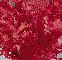 Leaves Red Oak 1Lb.