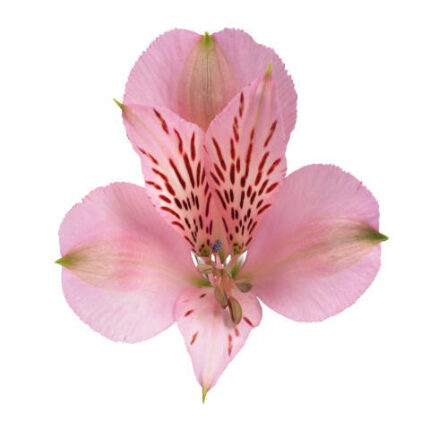 Alstro Seattle Pink supsel gdn