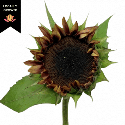 Sunflower Plum (Bicolor) cramer