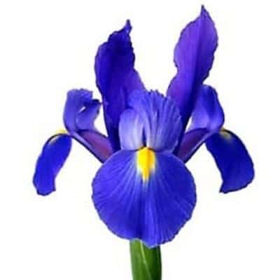 Iris Purple holl