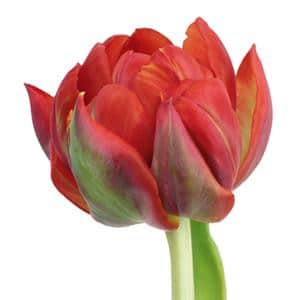 Tulip Dbl Queensday holl super