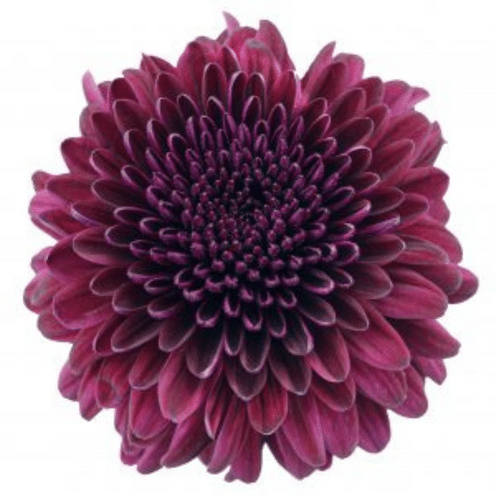 ccc247b8-e2ac-4eff-a08b-c8b6327433d9.png Mum Cremon Ganache much - Image 1