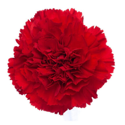Carnation Select Red triology