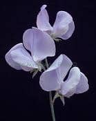 SW PEA lav camflor