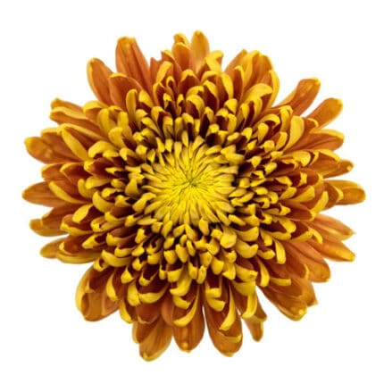 Mum Resource Red galleria