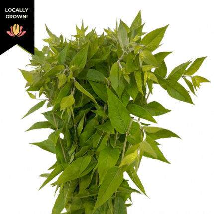 Mountain Mint foliage