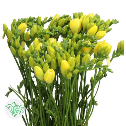 Freesia Grandeur holl