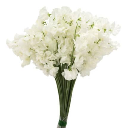 Sweet Pea Wedding jap (wht)