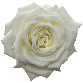 Rose Bianca 40cm florecal