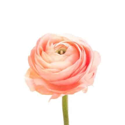 Ranunculus Salmon by