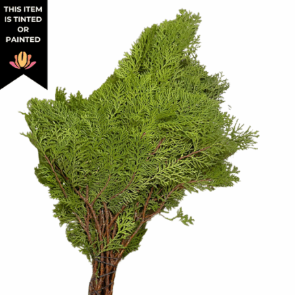 Arborvitae Silver Shimmer