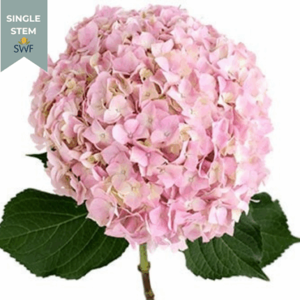 Hydrangea Pink fresca(STEM)