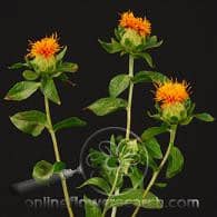 SAFFLOWER s.v.
