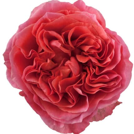 Rose Dk Expression 70cm rpri