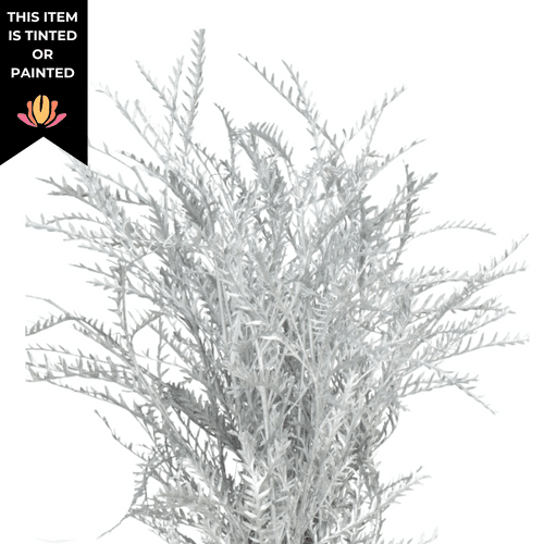 cd3b104d-31df-4a66-8544-62cb8f497792.png Grevillea Tinted Silver mellano - Image 1