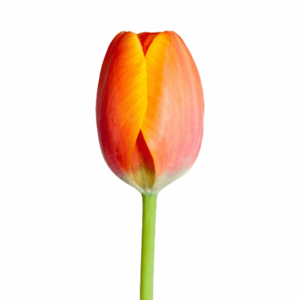 Tulip French Org Red holl