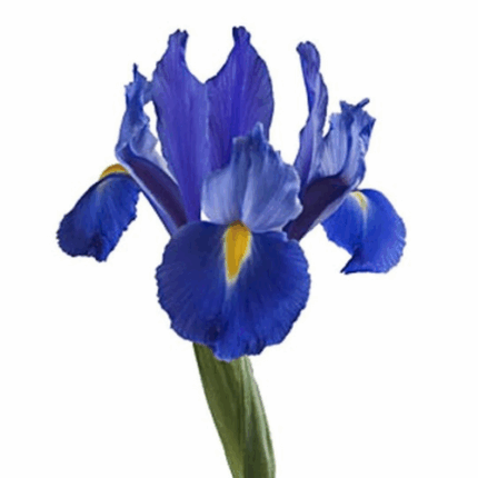 Iris DarkBlue s.v.