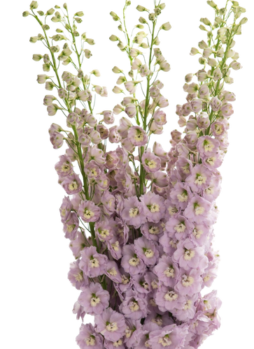 Delphinium Rosa