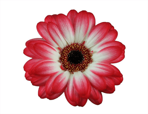cd4b62dc-07e2-4a74-a52a-40a10a3e1e5f.png Germini Macy can. - Image 1