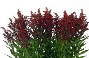 Solidag Red trilogy