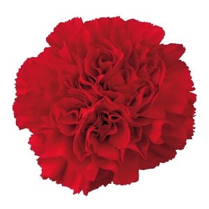 Carn. Fancy Red bmark