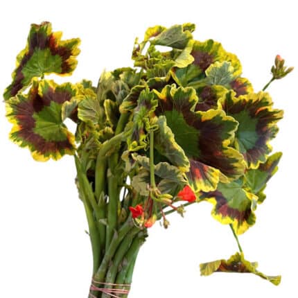 Geranium Scented Paradise - GERA SENT