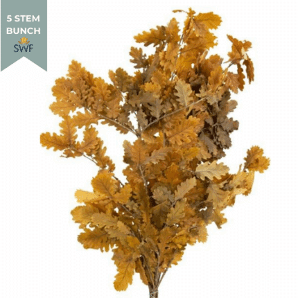 Oak Leaf Yellow preserved hole