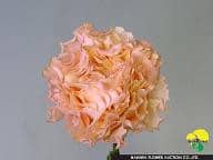 Rose la campanella japanese