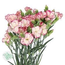 Dianthus Solomio Tina holex(10