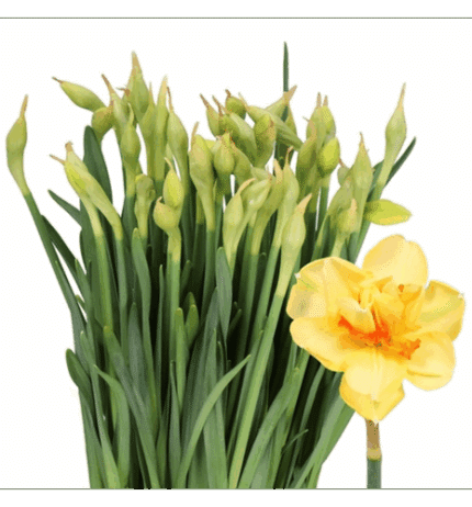 Daffodil Tahiti holl
