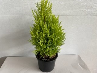 6"POTTED CYPRESS TREE