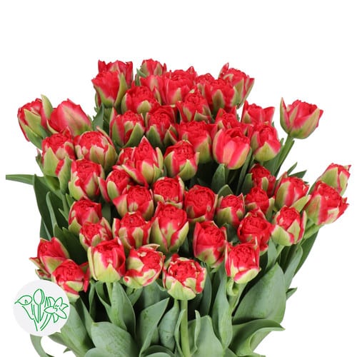 cdca7223-6dda-4020-902e-57b595e7c54c.jpg Tulip Dbl Pamplona holl - T PAMP - Image 1