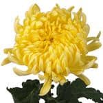 MUMS yellow football misty
