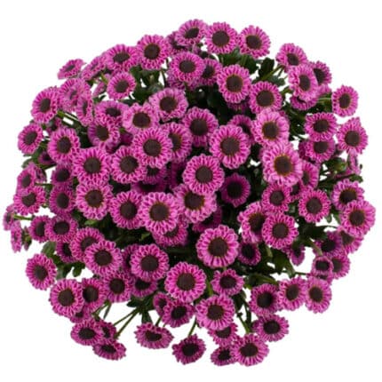 Pom Micro Daisy Fucshia golden