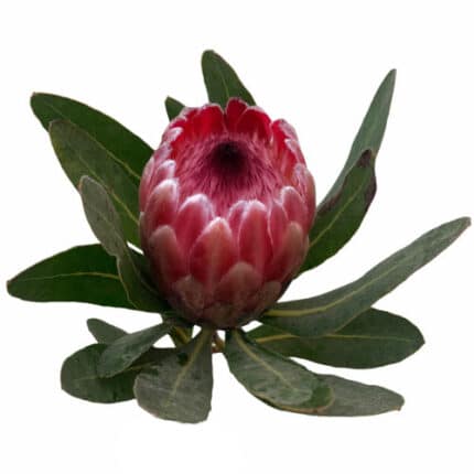Protea Hot Pink Early Mtn Quee
