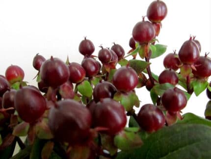Hypericum Brown 70cm misty