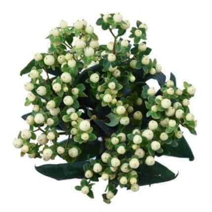 Hypericum CoolRomance 60cm bel