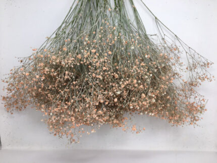 Baby'sBreath Painted Apricot h
