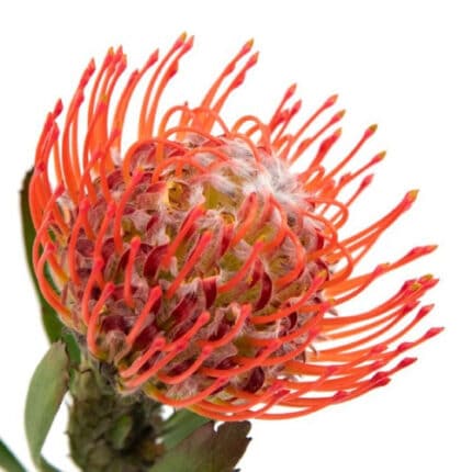 Pins Tango splendor(STEM)
