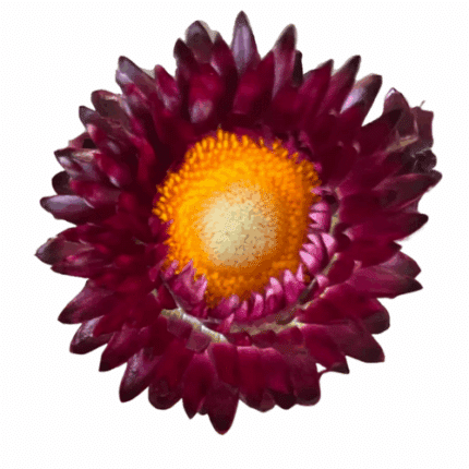 Strawflower Burgundy much