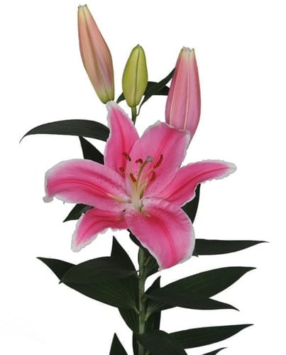Lily Marlon continental 2-3bl