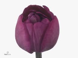 Tulip Abigail holl super