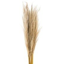Pampas Grass Dried rfi