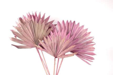 Dried Palm Sun Pink holex