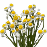 Ammobium 70cm Much 10st