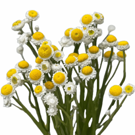 Ammobium 70cm Much 10st